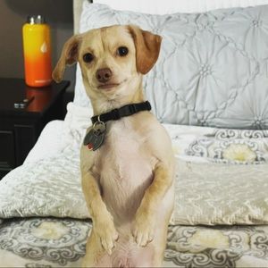 Meet your Posher, Riley